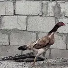 دجاجه باكستانيه تحتها3