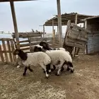 هرافي نعيم طيبه