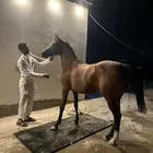 فرس شعبيه فاخره وتحتها مهر