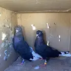 قطايف للبيع