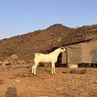 تيس بيشي