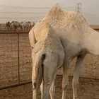 حاشي زبدة علي حليب امه