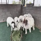 خرفان للبيع