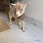 للبيع ماعز قزم