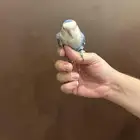 ببغاء روز انثى محجلة للبيع