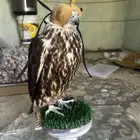 حرمثلوث مدرب