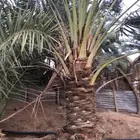 للبيع عدد 10 نخل كبار نوعه رطب