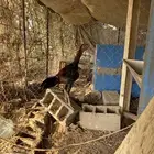 اعرض لكم ديك شامو