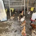 دجاج بلدي بياض