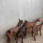 تيوس للبيع
