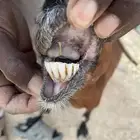 عنز تحتها جفره هجين بورقوت