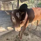 ثور فحل للبيع