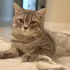 قطتين ذكر وانثى للتبني