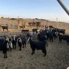 معزا غنم للبيع