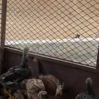 دجاج