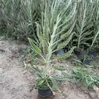 شتلات متنوعه