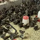 صوص فيومي شبابي