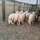 ذبائح بريه طيبة