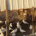حمام فرنسي منتج