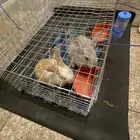 ارنبين بقفص