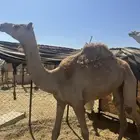 بكره مهجنه من زرعات