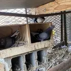 جوز قلابي ازرق معه فرخ وتحته بيض