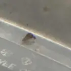 حلزون ترمبت ورامشون