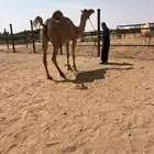 رحول ابل