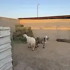 2-شياه حيل