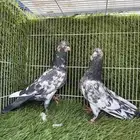 زوج حمام رامبوري