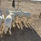 رخال صنف تم البيع