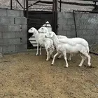 3 حرش مساوي