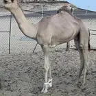 قعود كفو للبيع