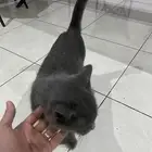 قطو للتبني