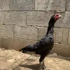 دجاجه المانيه