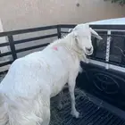 فحل حري مشروط