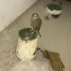 باشق شبوط للبيع