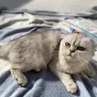 قطة سكوتش فولد للبيع