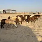ذبايح للبيع
