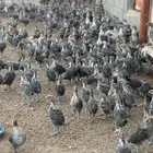 صوص دجاج فيومي