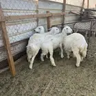 خرفان ورخال