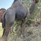 جمل ساحلي كفو