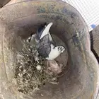 حمام تحته فرخ وبيظ من أم ثنيه و بيفقس