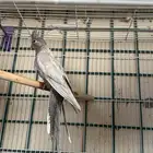 انثى كروان اميرالد وايت فيس