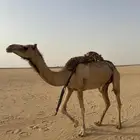 خلفه بكر تحتها قعود كفو شكل وسلاله