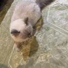 قطه هاملايا