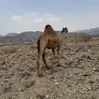 ناقه ملاقي