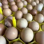 بيض مخصب لوهمان