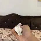 فرخ بادجي تم البيع