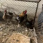 دجاج بلدي عربي